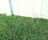 Grass Seed Mat a 49,99€